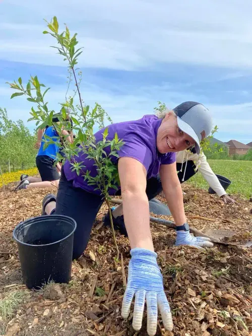 Smiling gardener in gloves planting a young tree in wood mulch