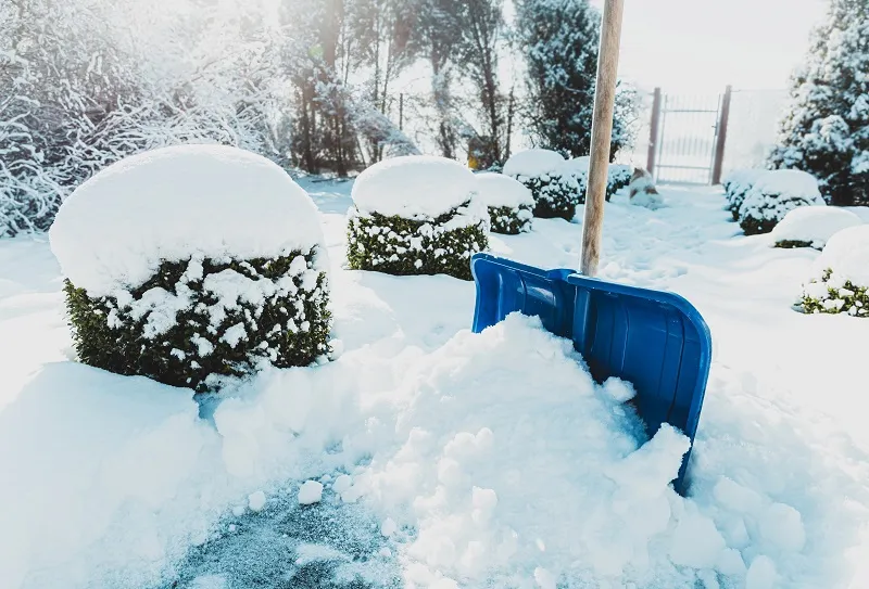Snow-covered garden with a snow shovel