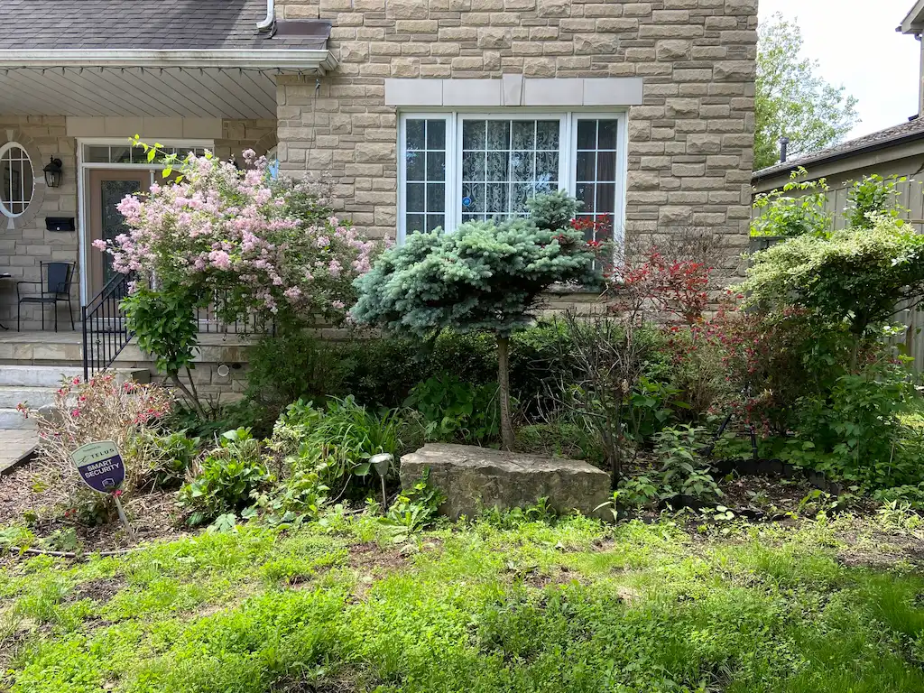 Front Garden Clean Up, before