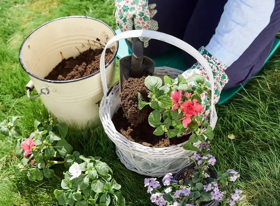 Incorporate Budget-Friendly Greenery